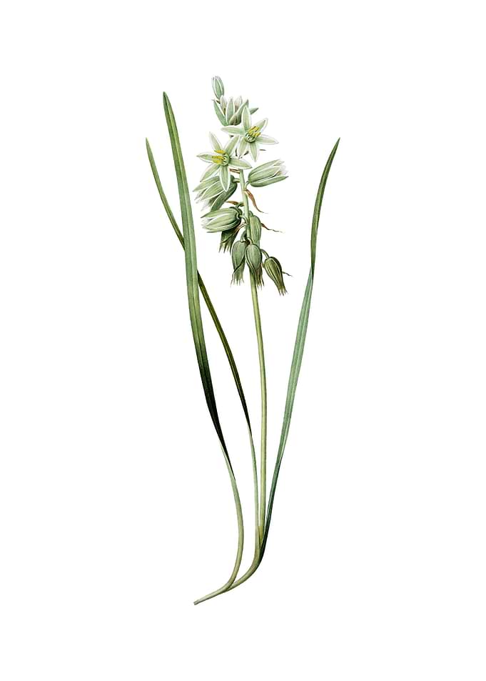 Drooping Star of Bethlehem