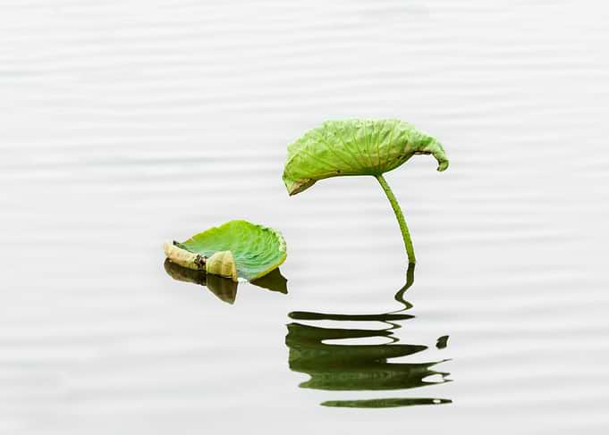 Remnant lotus