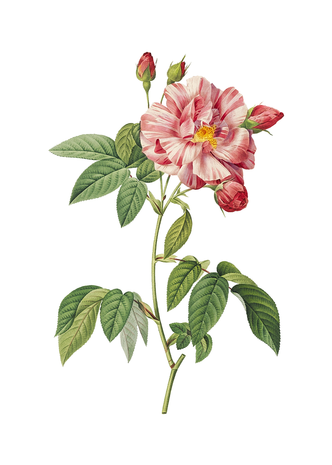 Variegated French Rosebush