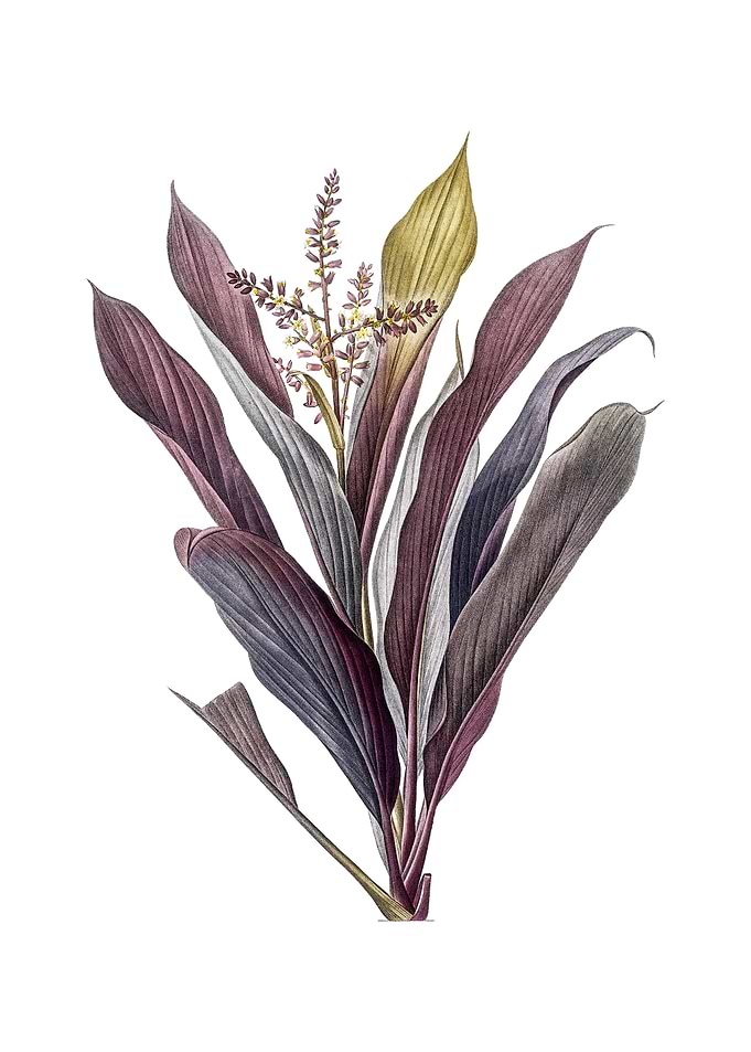 Cordyline Fruticosa Flower