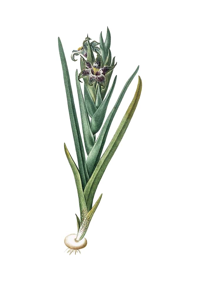 Vintage Ferraria on White