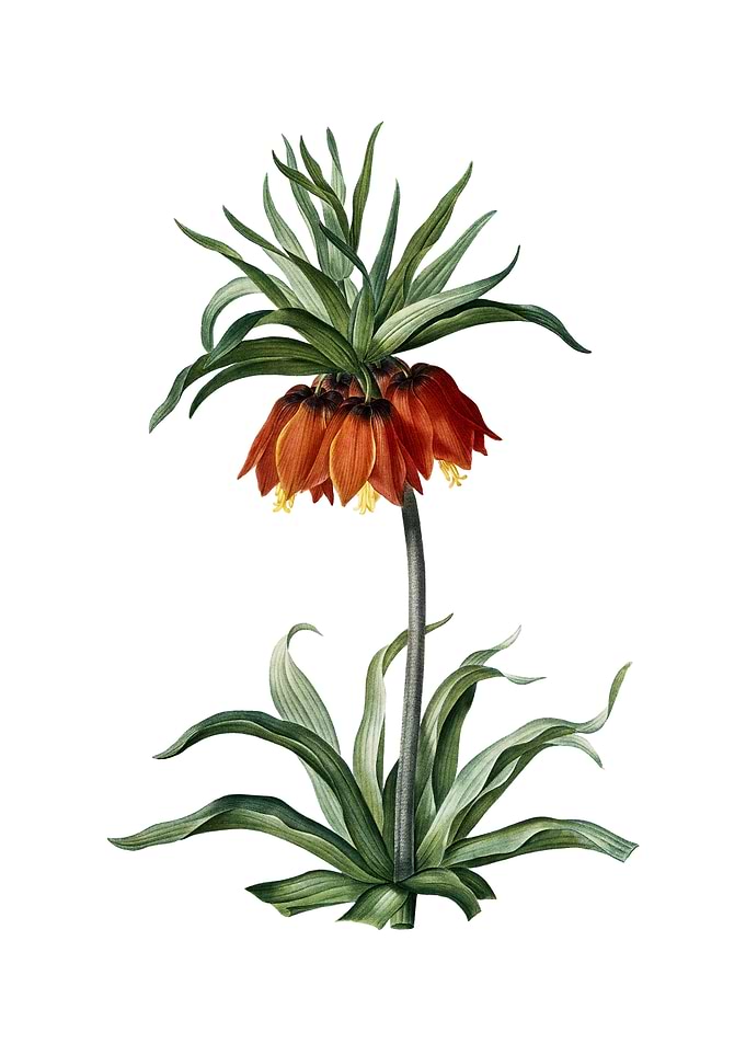 Vintage Fritillaries