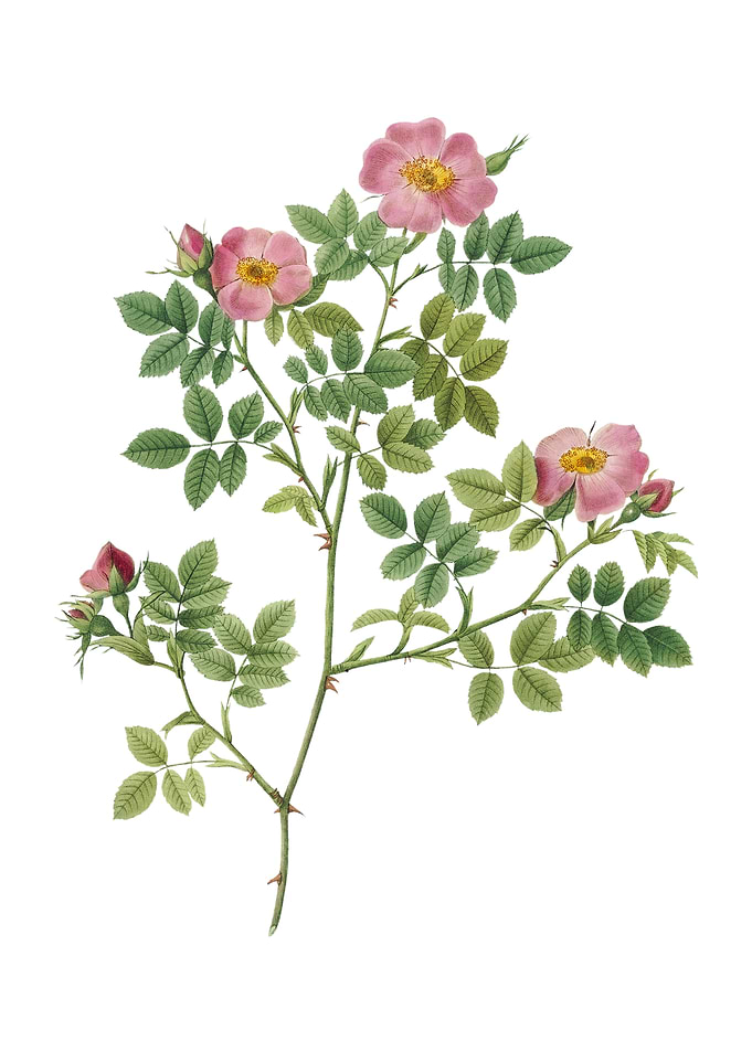 Vintage Rose Corymb Flower