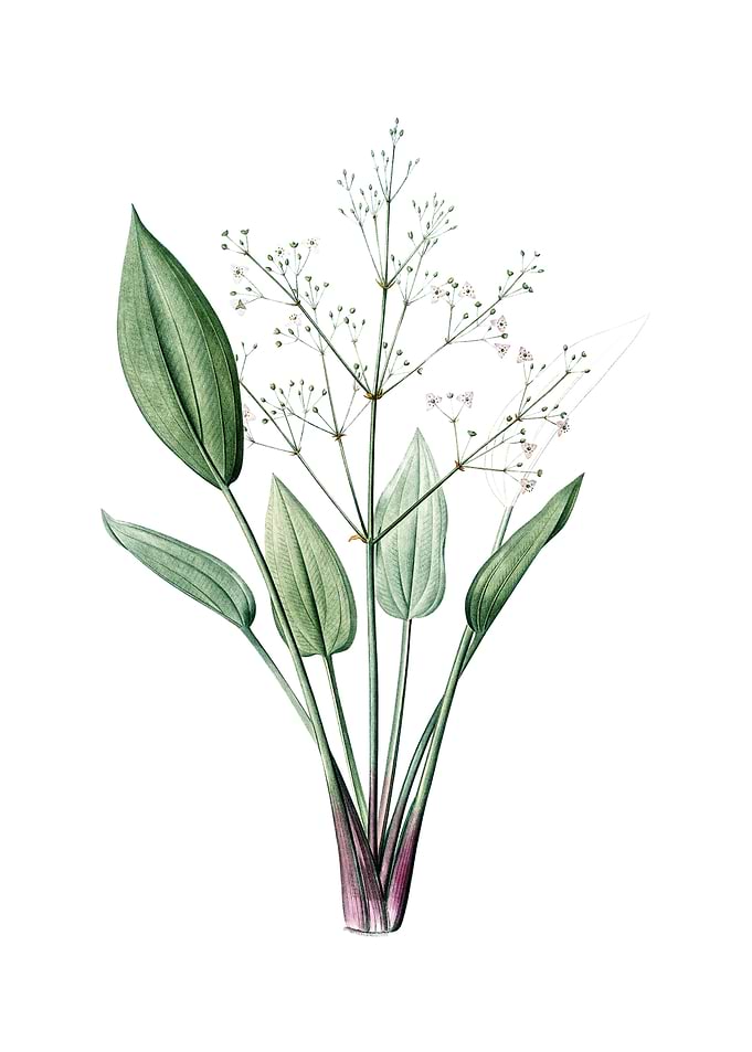 European Water Plantain