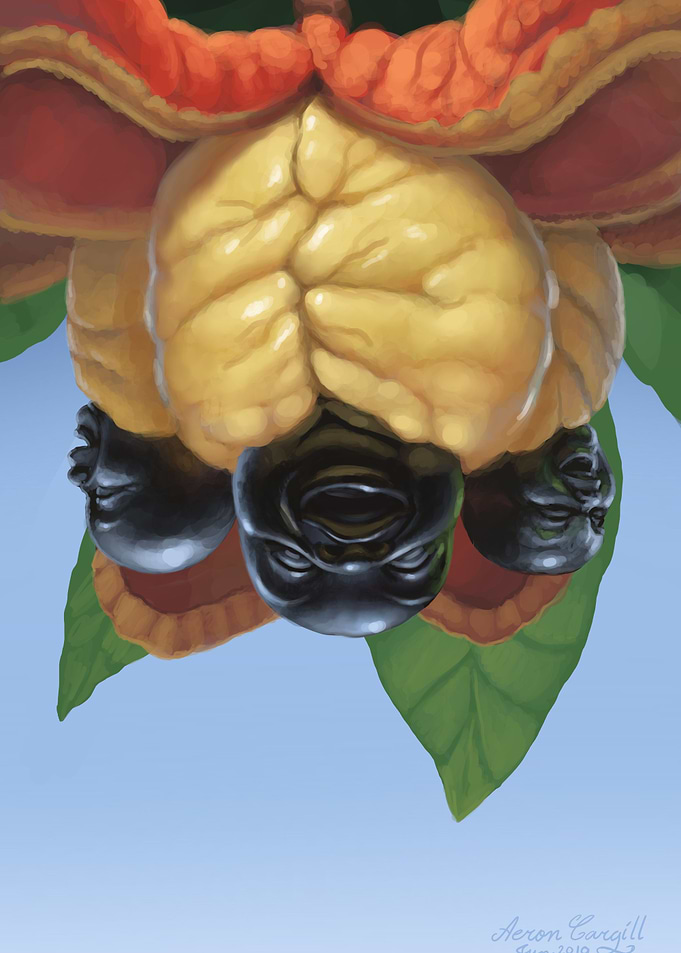 Ackee Pickny