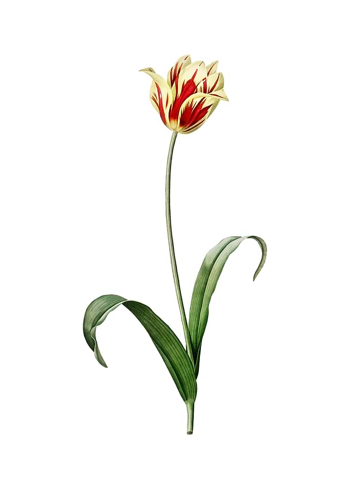 Vintage Didiers Tulip