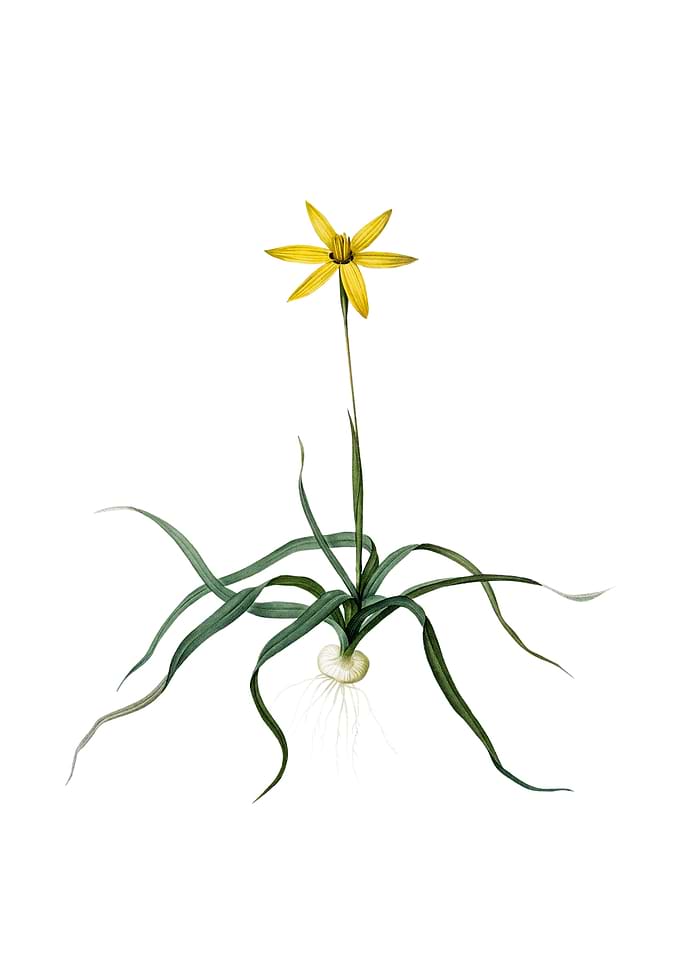 Vintage Hypoxis Stellata