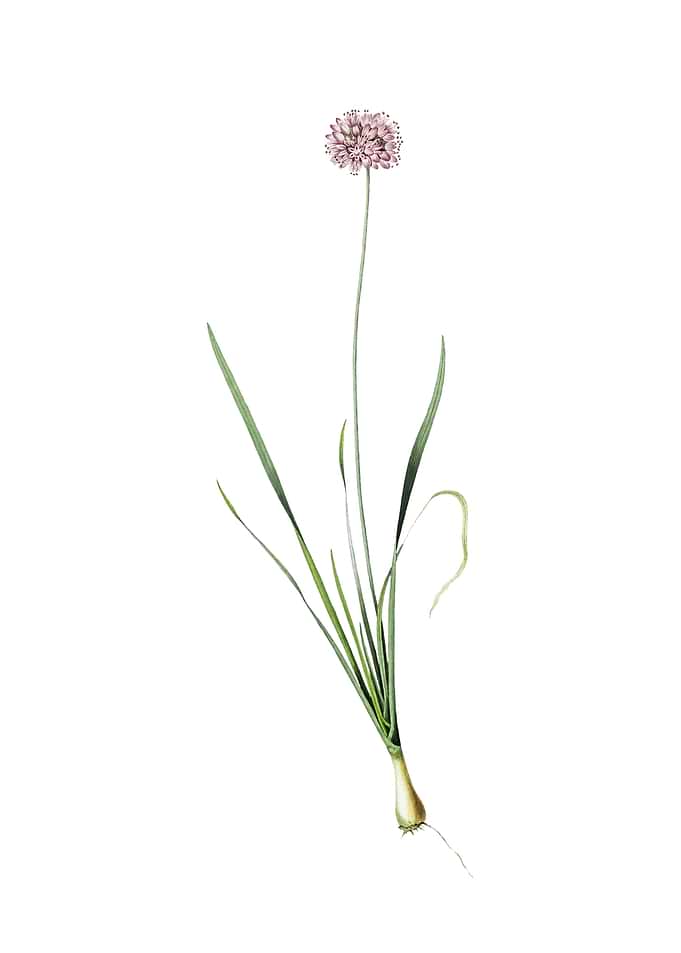 Vintage Mouse Garlic