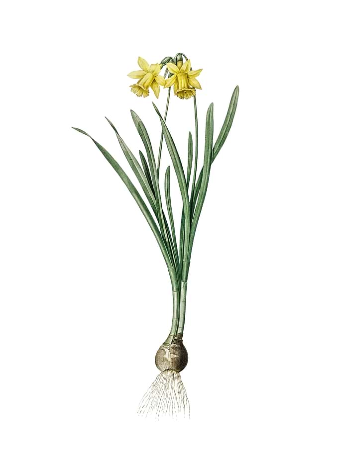 Lesser Wild Daffodil