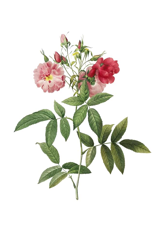 Vintage Hudson Rose Flower