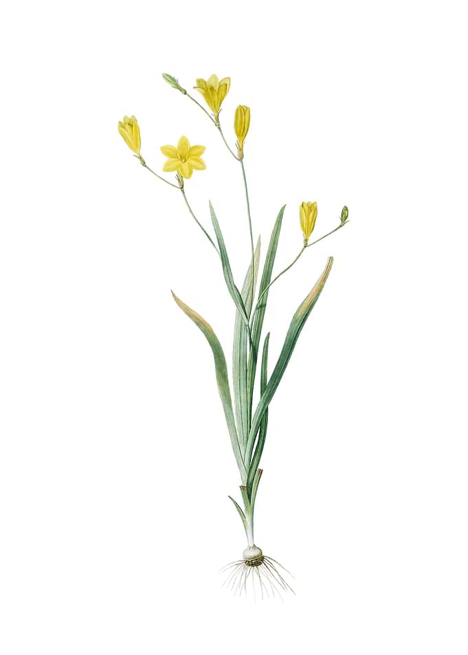 Vintage Ixia Bulbifera