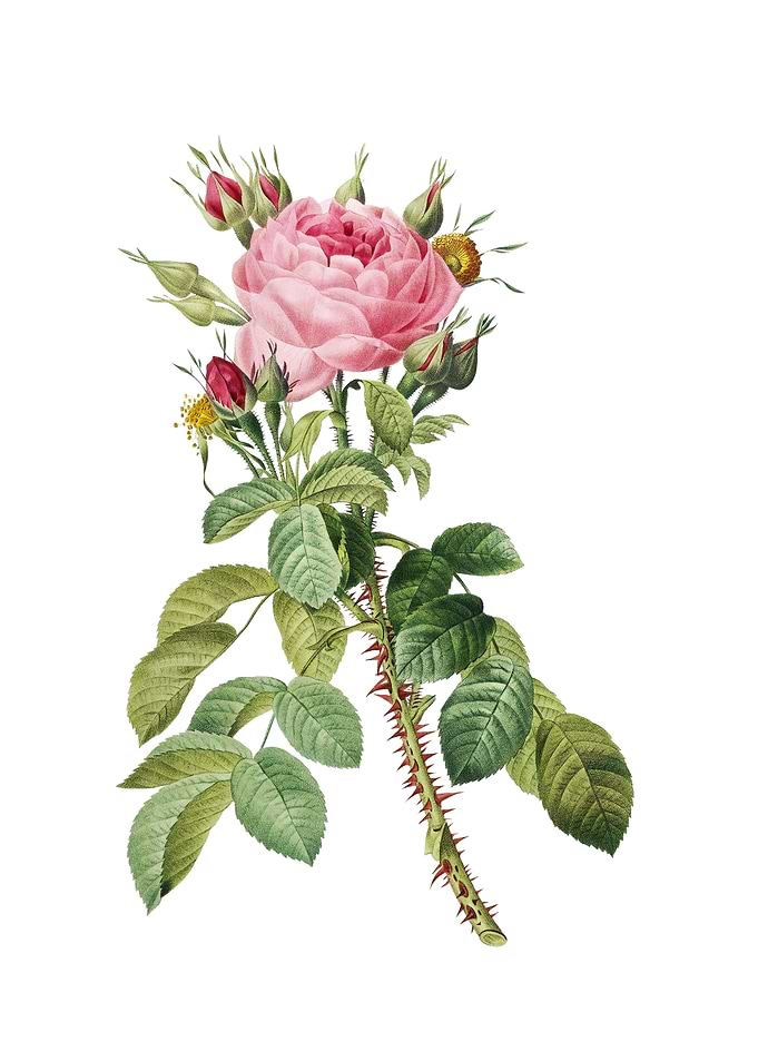 Lelieurs Four Seasons Rose
