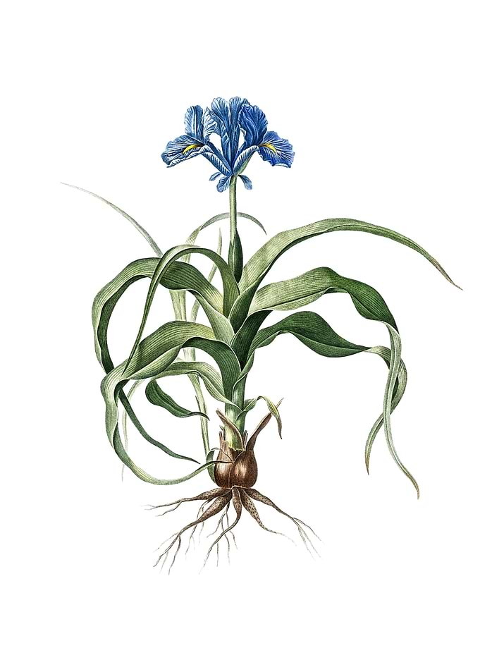 Vintage Iris Scorpiodes