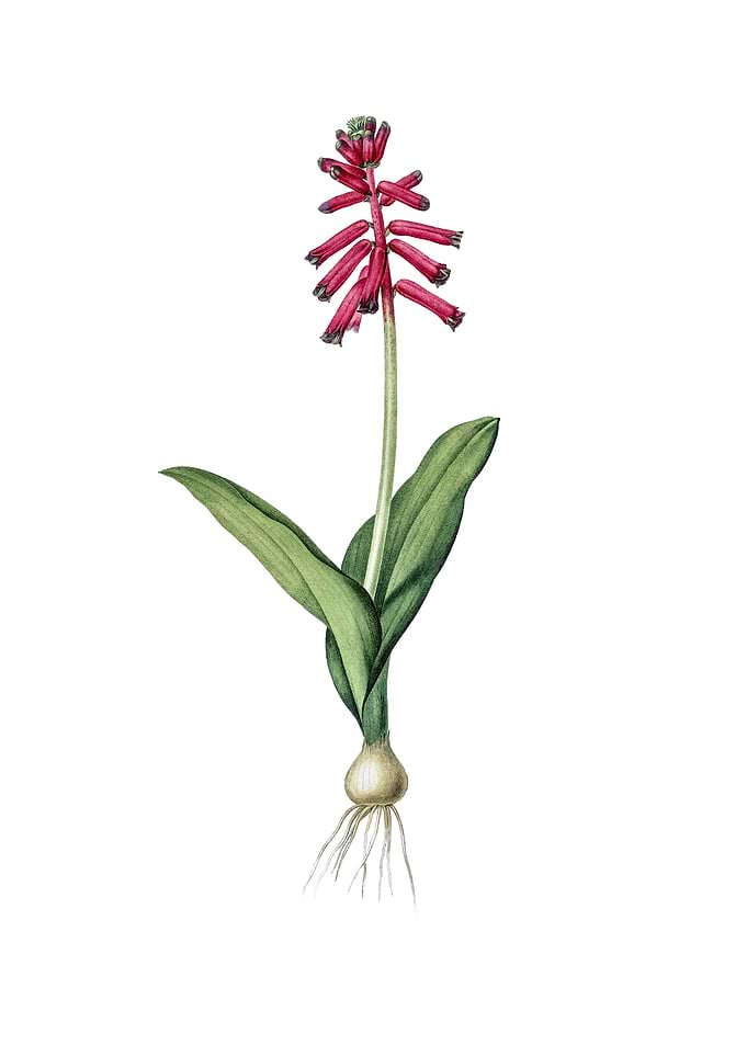 Vintage Lachenalia Pendula
