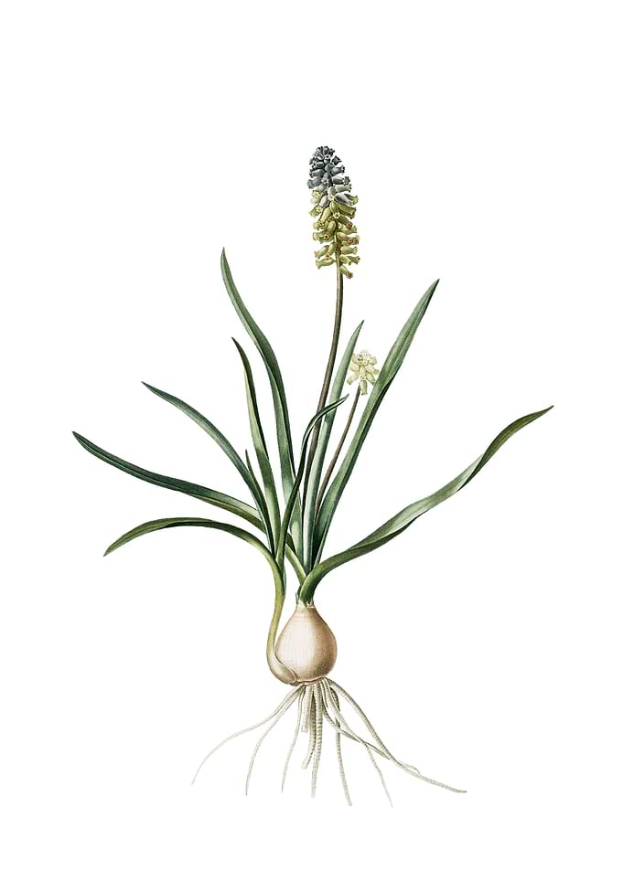Muscari Ambrosiacum Flower