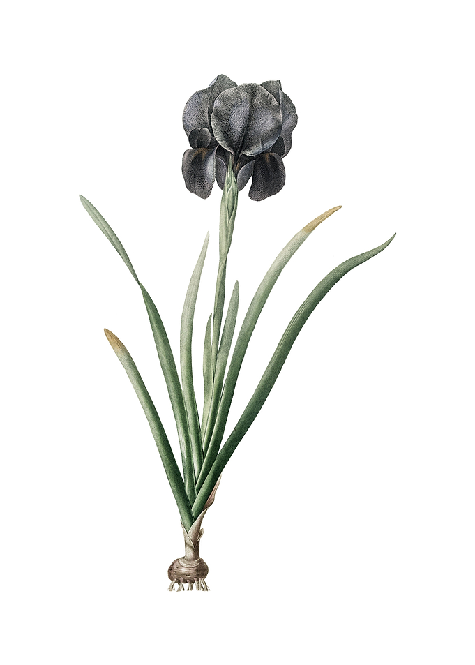 Vintage Mourning Iris