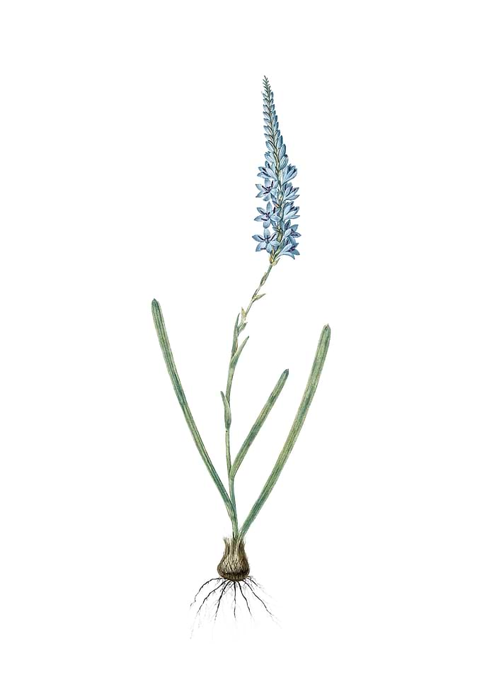 Vintage Ixia Cepacea