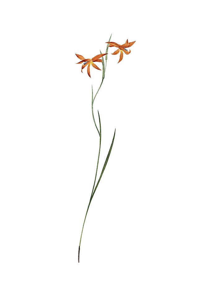 Gladiolus Watsonius Flower