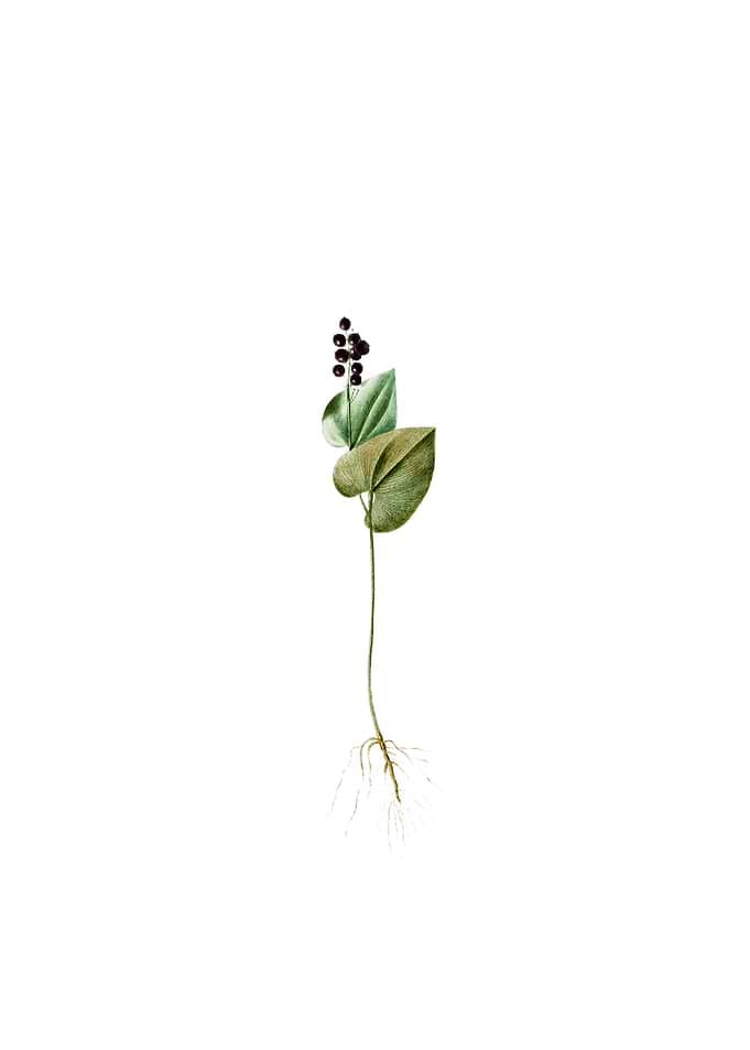 Vintage Mayanthemum Flower