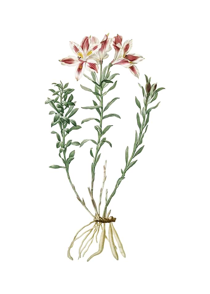 Vintage Lily of the Incas