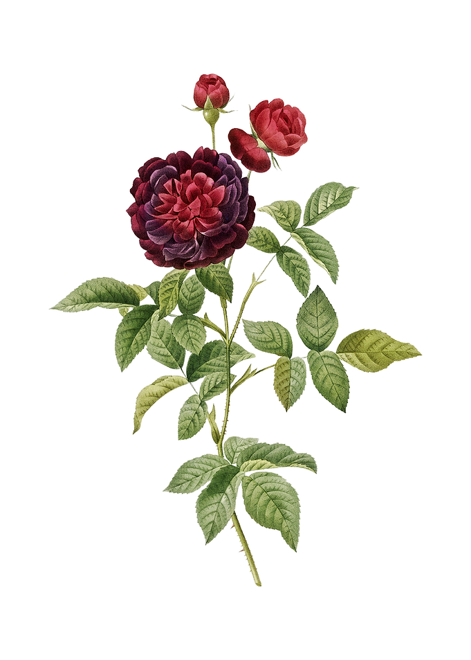 One Hundred Leaved Rose