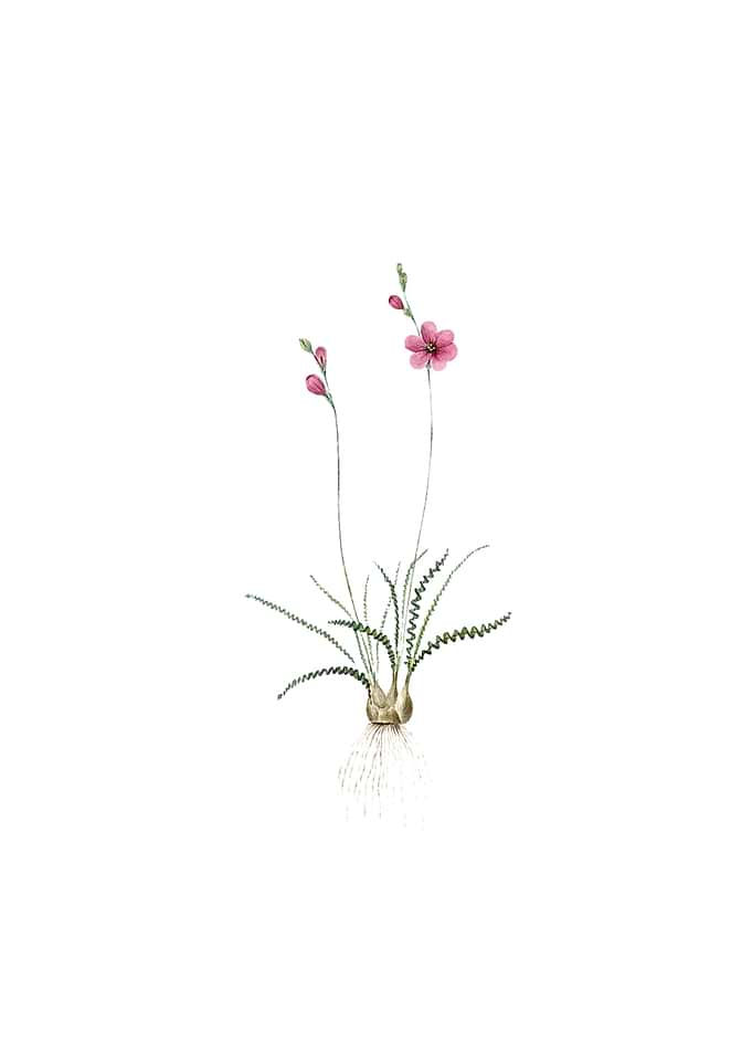 Vintage Ixia Crispa Flower