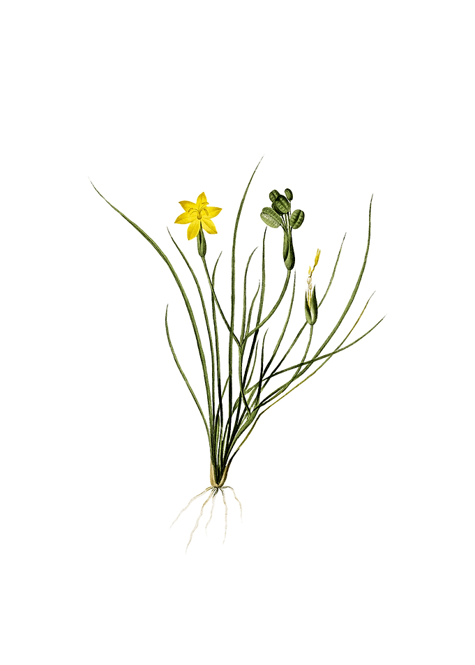 Golden Blue eyed Grass