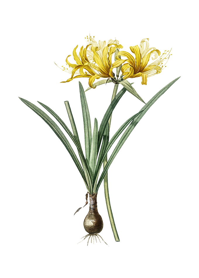 Golden Hurricane Lily