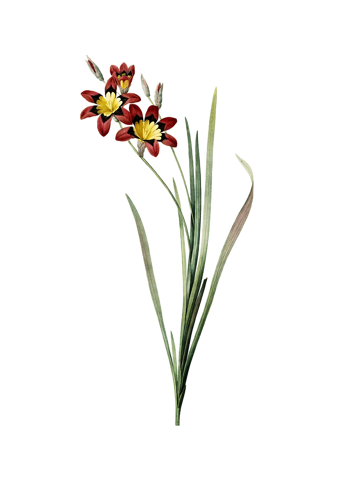 Vintage Ixia Tricolor