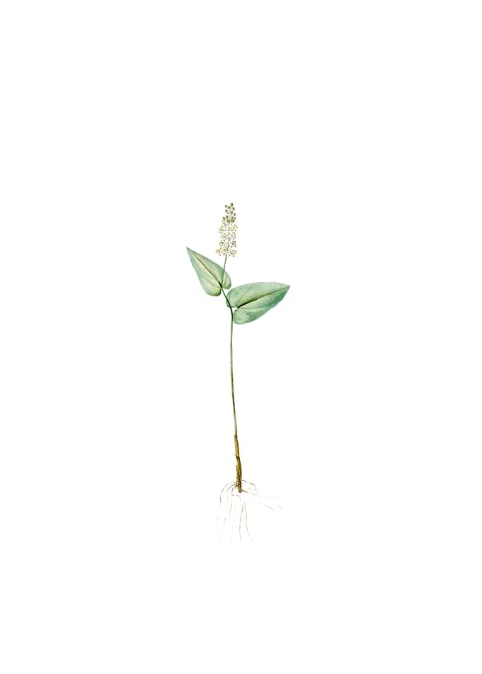 Vintage Mayanthemum Flower