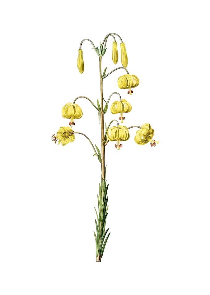 Vintage Lilium Pyrenaicum