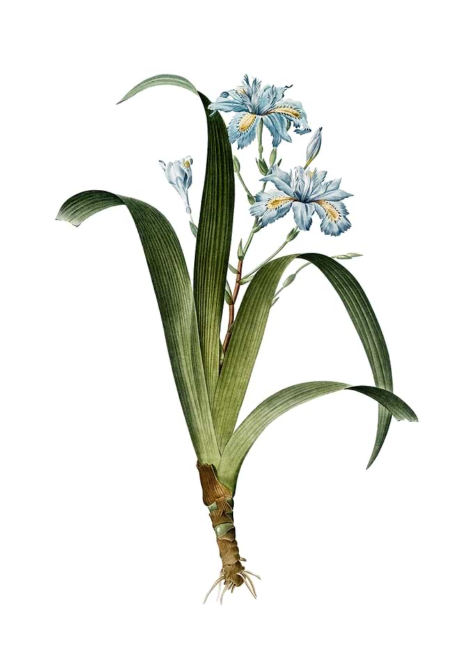 Vintage Iris Fimbriata