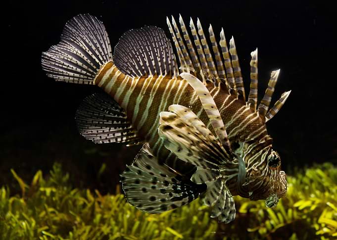 Animals Lionfish Aquarium