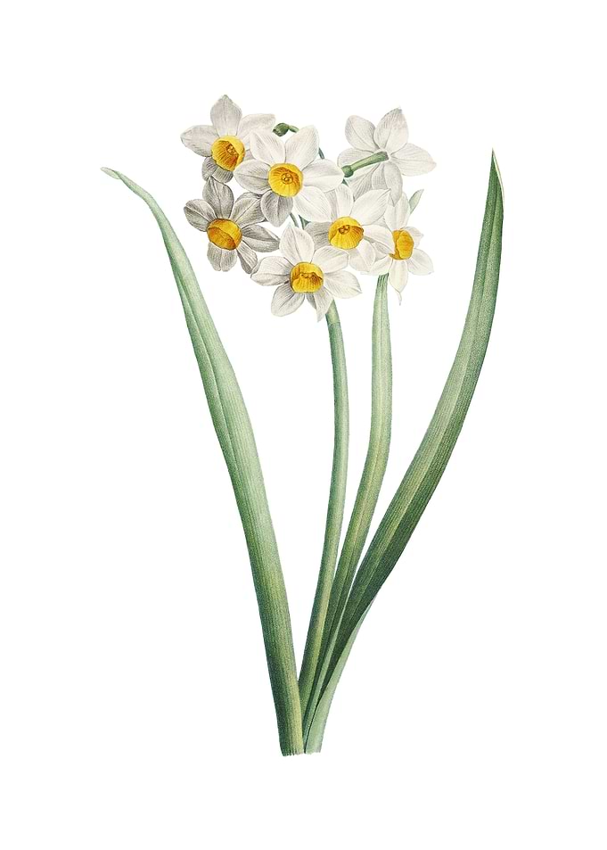 Narcissus Easter Flower