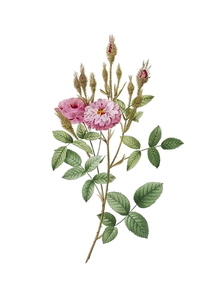 Vintage Mossy Pompon Rose