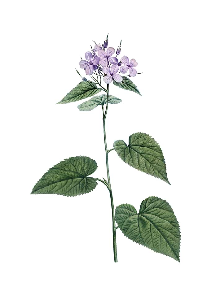 Morning Glory Flower