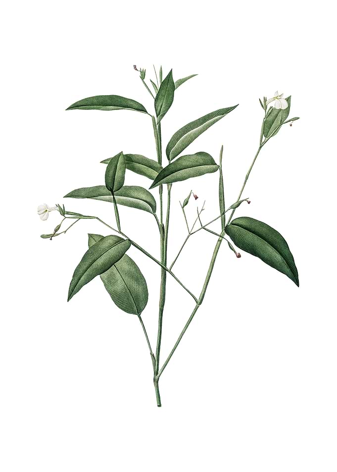 Maranta Arundinacea Flower