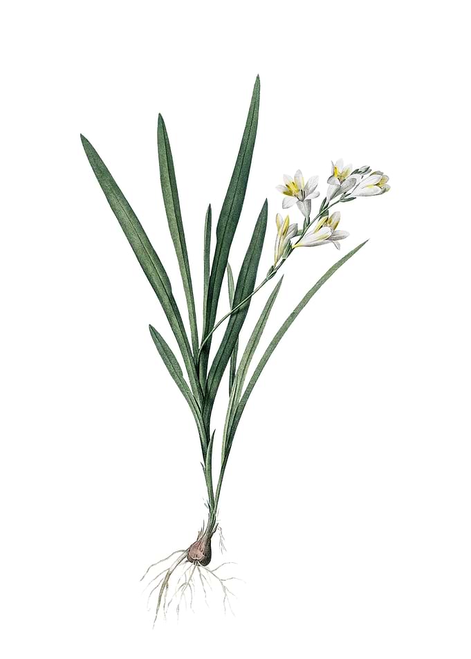 Gladiolus Xanthospilus
