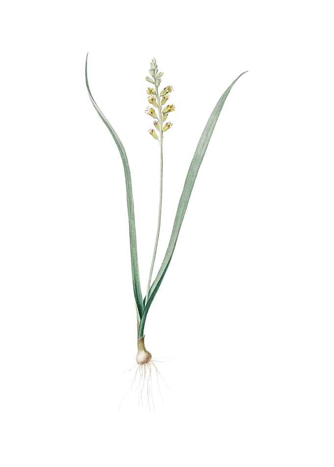 Vintage Lachenalia Pallida