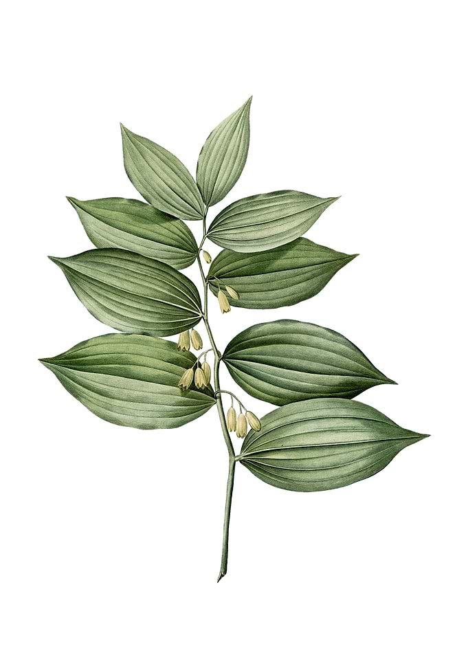 King Solomons Seal Flower