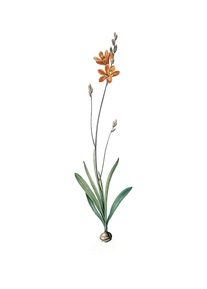 Mossel Bay Tritonia Flower