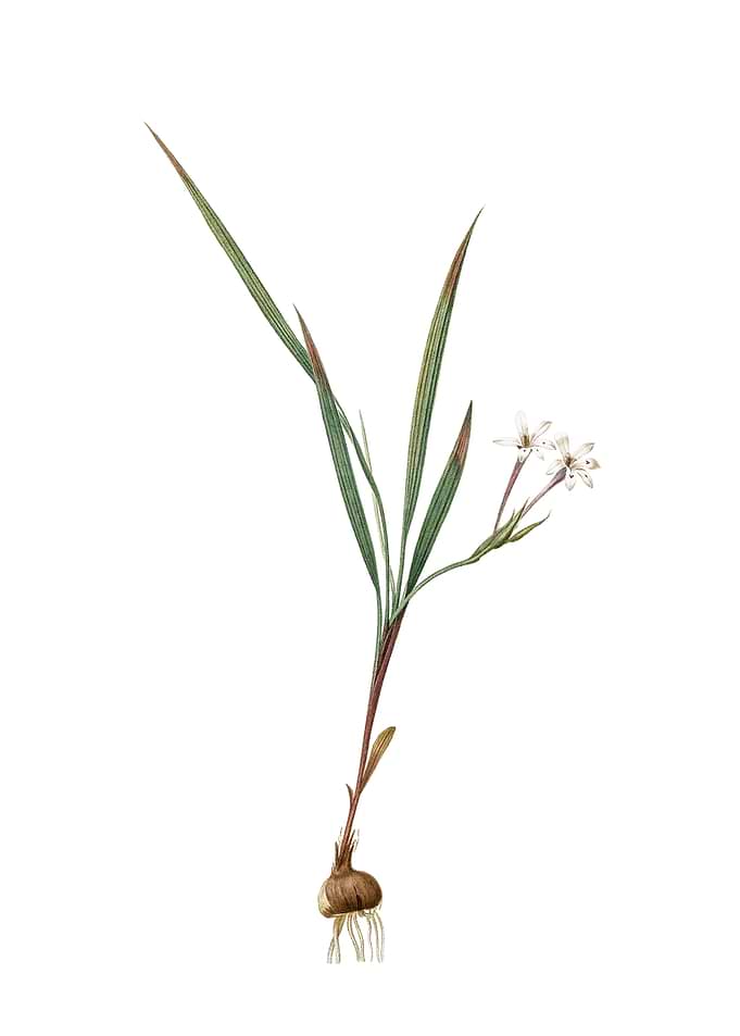 Gladiolus Inclinatus