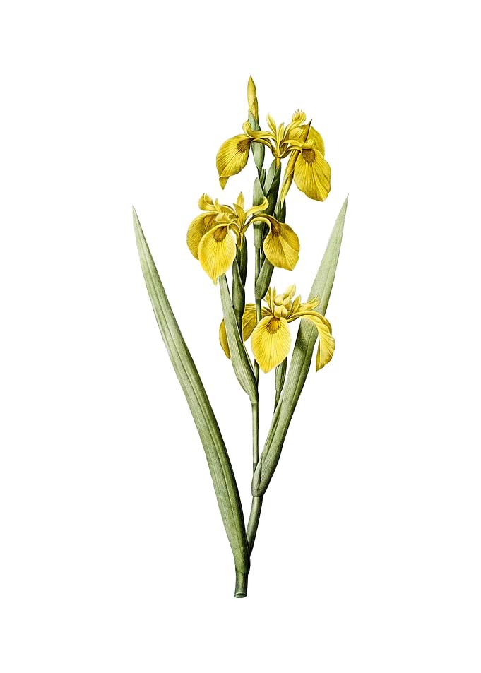 Vintage Irises on White