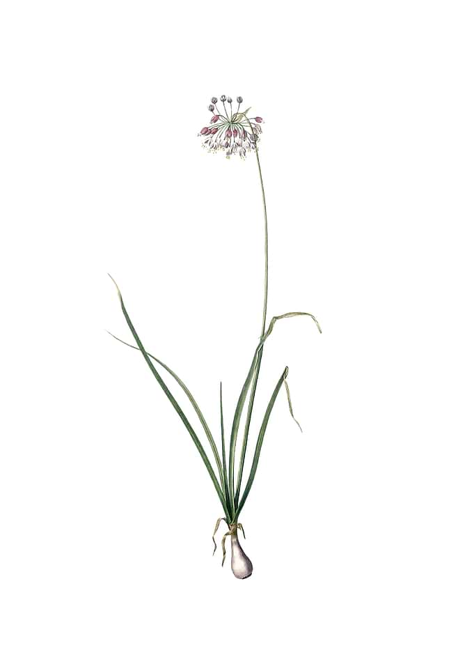 Vintage Nodding Onion