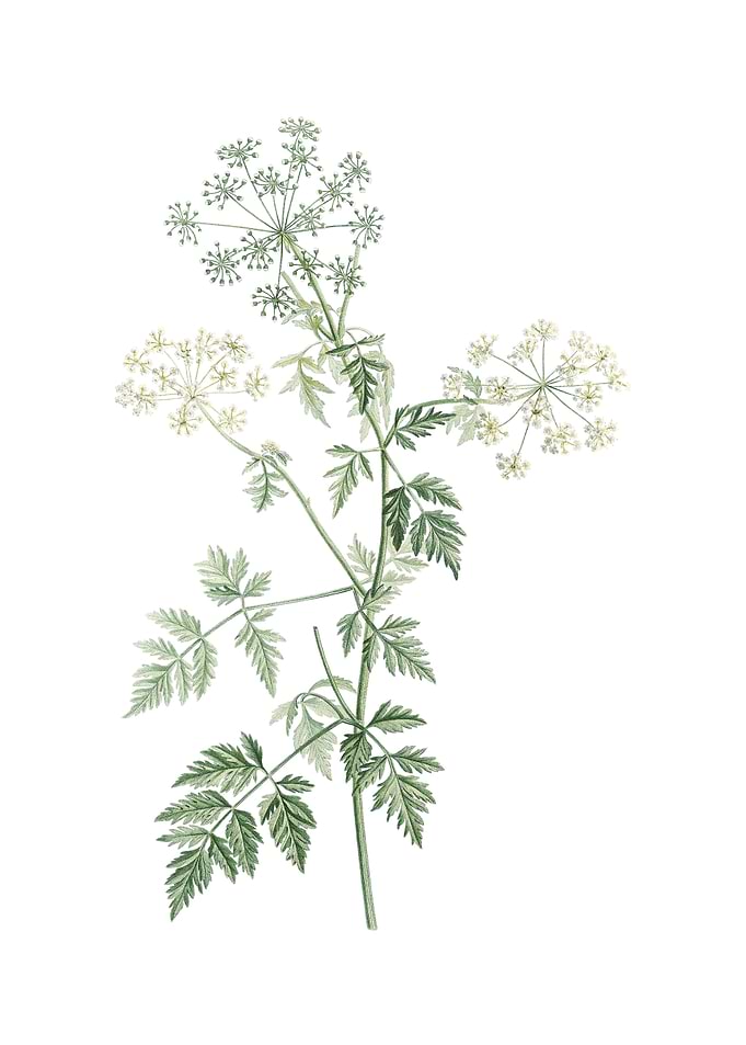 Vintage Hemlock Flowers