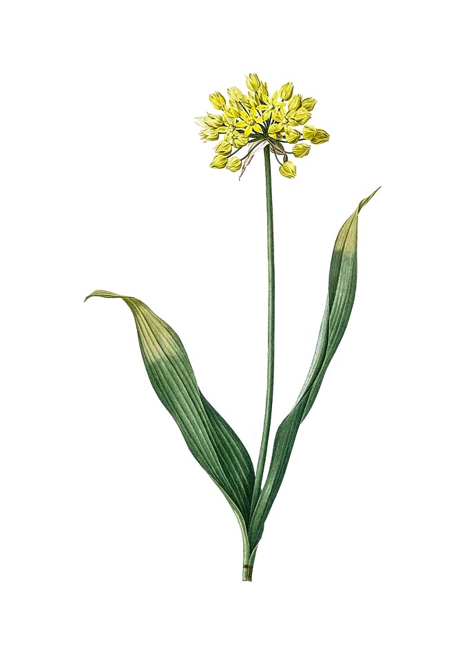 Vintage Golden Garlic