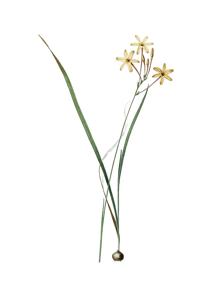 Vintage Ixia Longiflora