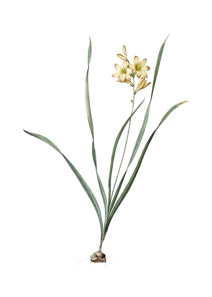 Vintage Gladiolus Lineatus