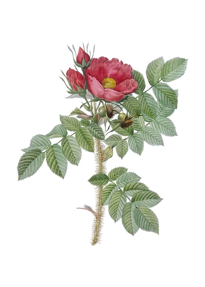 Vintage Kamtschatka Rose