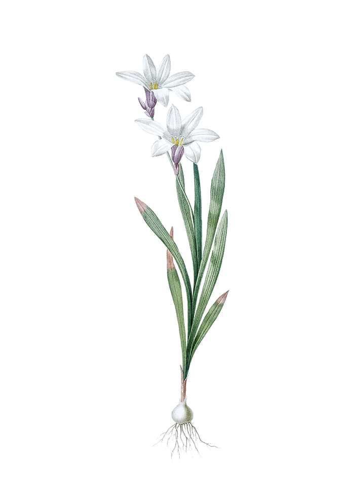 Vintage Ixia Liliago